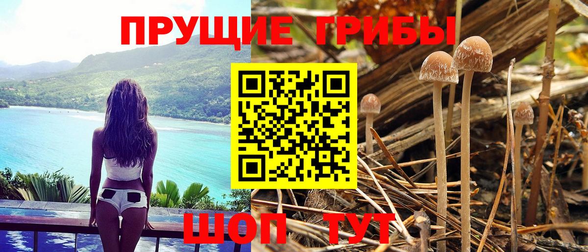Псилоцибиновые грибы Psilocybine cubensis  Вход с VPN  Свободный 